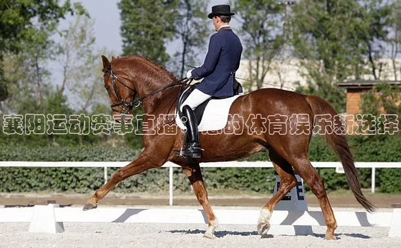 襄阳运动赛事直播：您的体育娱乐新选择
